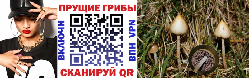 Галлюциногенные грибы Cubensis Прокопьевск